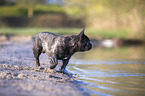 French bulldog on the lake shore