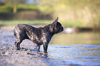 French bulldog on the lake shore