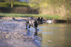 French bulldog on the lake shore