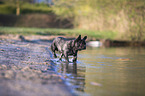 French bulldog on the lake shore