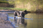 French bulldog on the lake shore