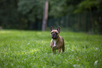 standing French Bulldog