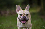 French Bulldog Portrait