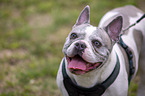 French Bulldog Portrait