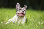 lying French Bulldog