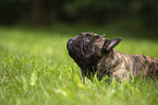 lying French Bulldog