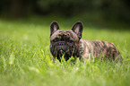 lying French Bulldog