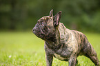 French Bulldog Portrait