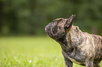 French Bulldog Portrait