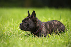 lying French Bulldog