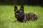 lying French Bulldog