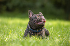 lying French Bulldog