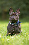 sitting French Bulldog