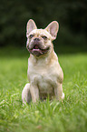 sitting French Bulldog