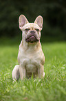 sitting French Bulldog