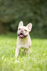 standing French Bulldog