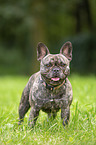 standing French Bulldog