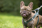 French Bulldog Portrait