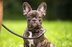 French Bulldog Portrait