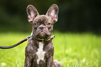 French Bulldog Portrait