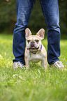 standing French Bulldog