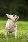 standing French Bulldog