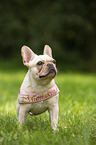 standing French Bulldog