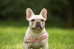 French Bulldog Portrait