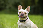 French Bulldog Portrait