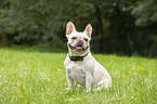 sitting French Bulldog