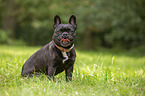 sitting French Bulldog