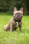 sitting French Bulldog