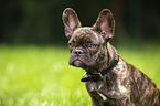 French Bulldog Portrait