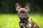 French Bulldog Portrait