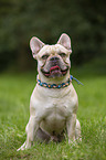 sitting French Bulldog