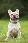 sitting French Bulldog