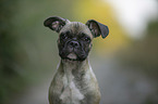 French Bulldog Portrait