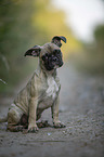 sitting young French Bulldog