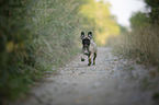 running young French Bulldog