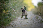 running young French Bulldog