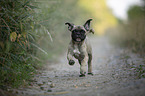 running young French Bulldog