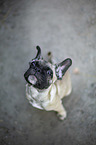 sitting young French Bulldog