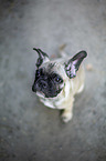 sitting young French Bulldog