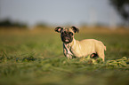 young French Bulldog