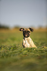 sitting young French Bulldog