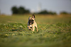 running young French Bulldog