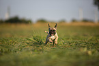 running young French Bulldog