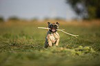 running young French Bulldog