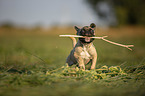 running young French Bulldog