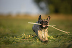 running young French Bulldog